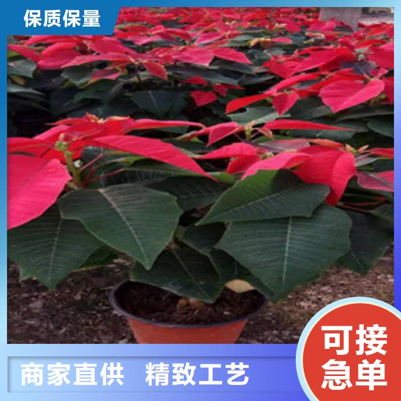 【宿根花卉】,耐寒耐旱草花基地随心所欲定制