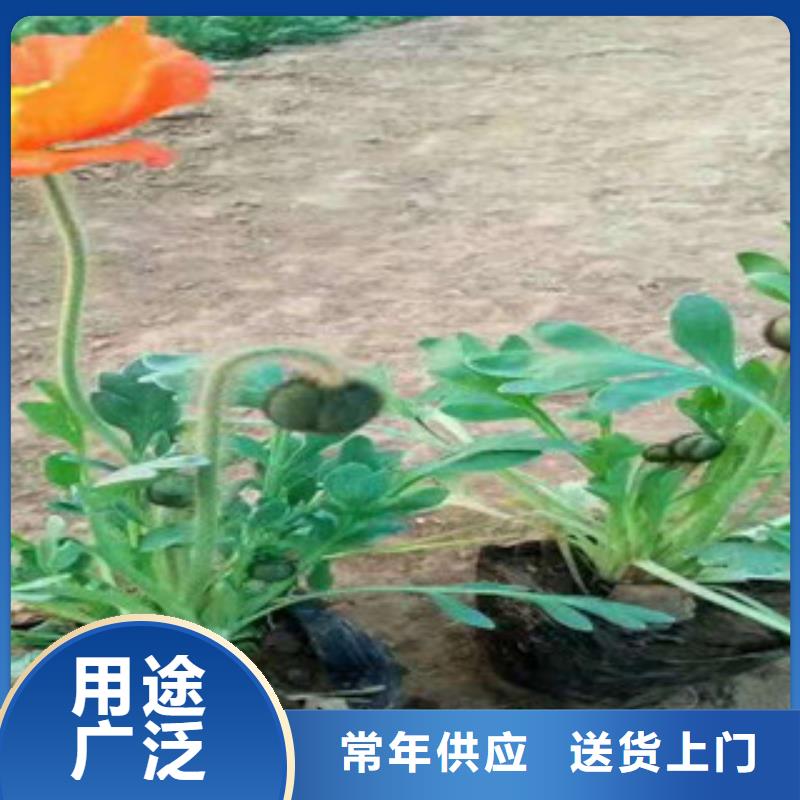 宿根花卉耐寒耐旱草花基地质量优价格低