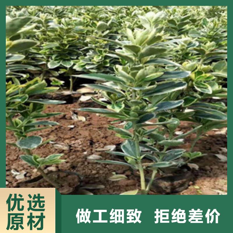 宿根花卉花海景观工程规格型号全