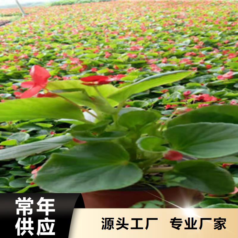 【宿根花卉】-时令花卉/绿化草花价格多种优势放心选择