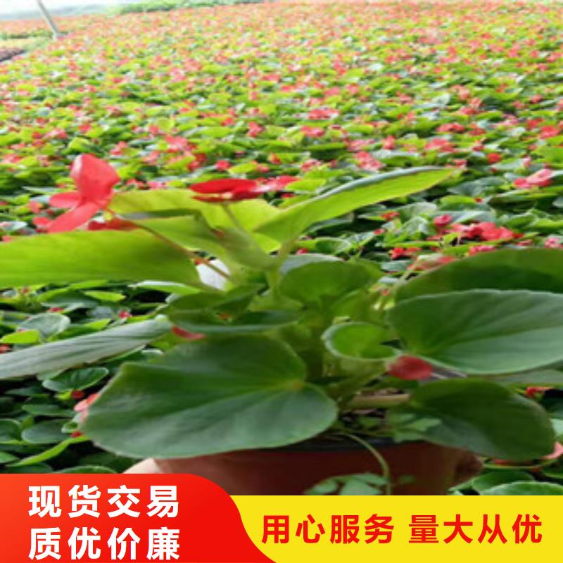 宿根花卉,鲁冰花/粉黛乱子草客户信赖的厂家