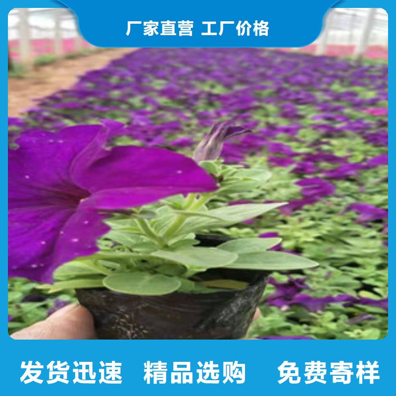 宿根花卉,水生植物/荷花睡莲支持批发零售