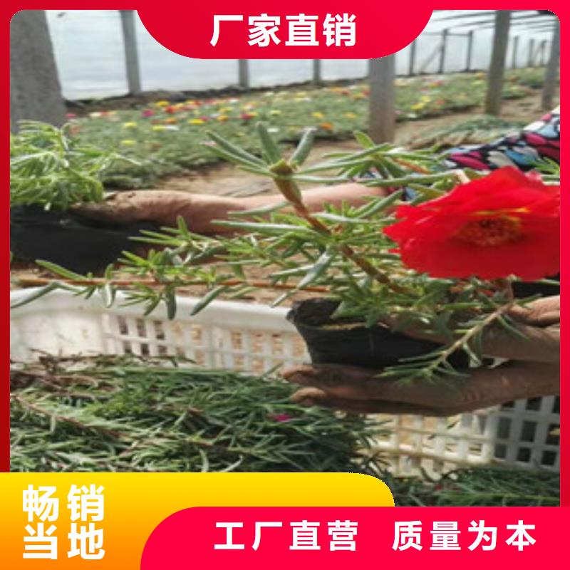 宿根花卉花海景观工程质量不佳尽管来找我