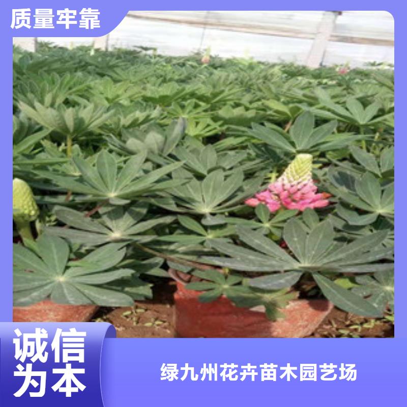 宿根花卉鲁冰花/粉黛乱子草全品类现货