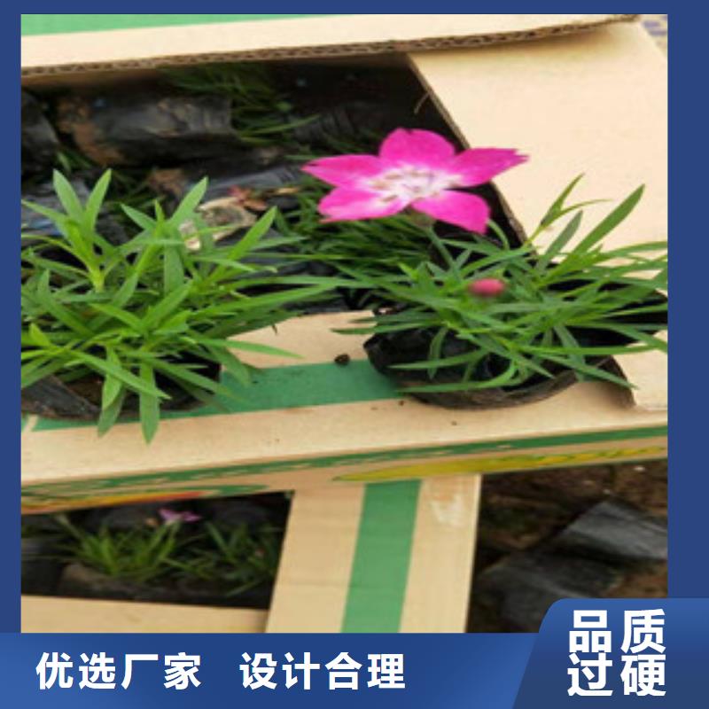 宿根花卉-【耐寒耐旱草花基地】对质量负责