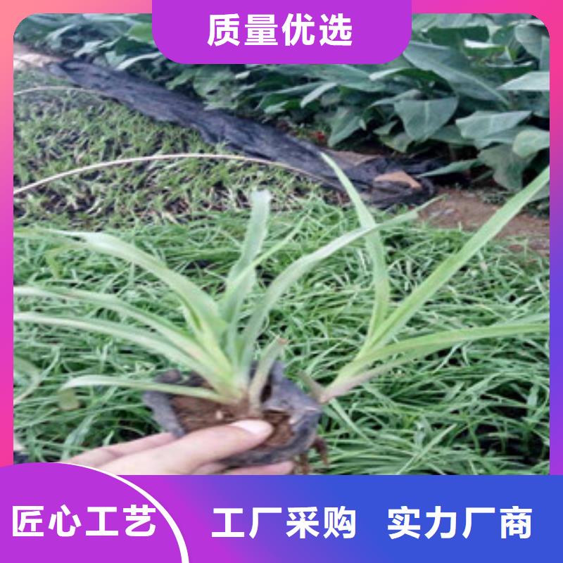 花海景观【鲁冰花/粉黛乱子草】联系厂家