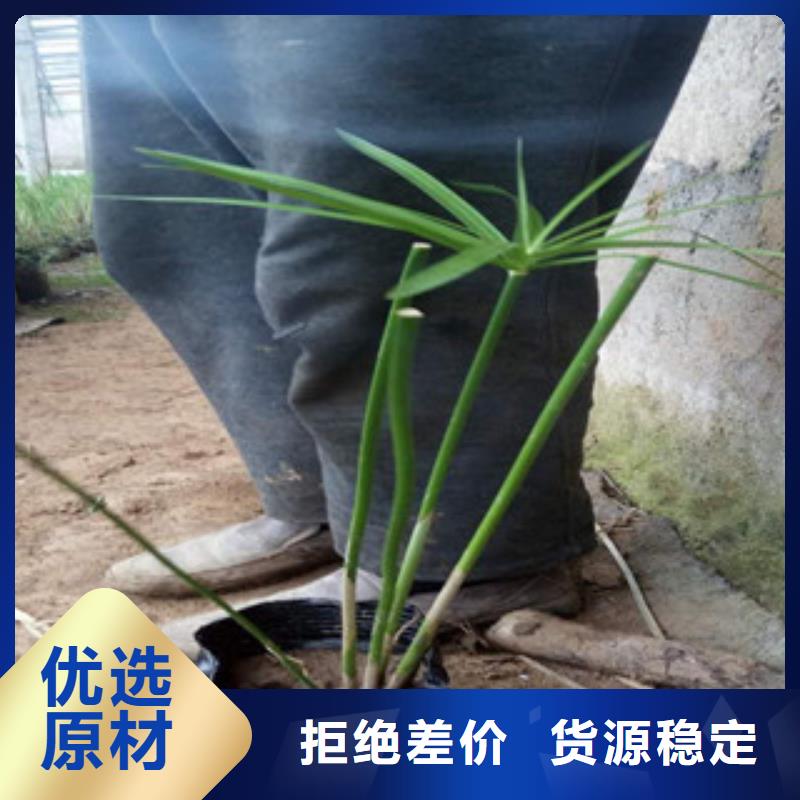 花海景观花海景观工程生产安装