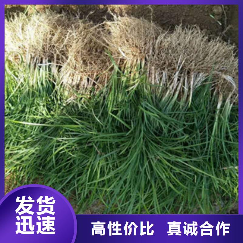 花海景观【耐寒耐旱草花基地】精心推荐