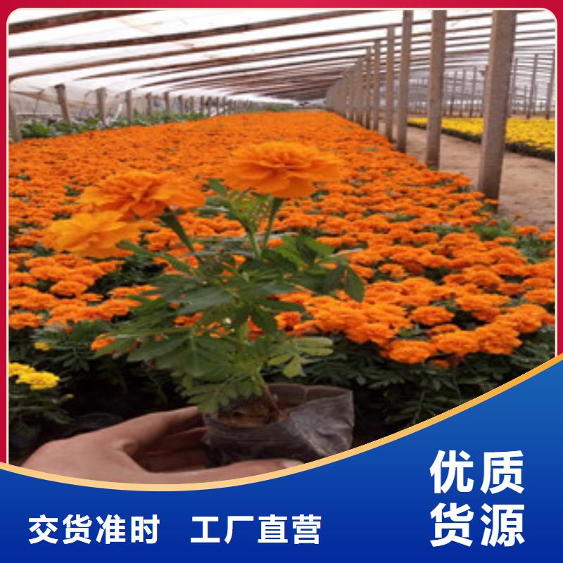 花海景观宿根花卉基地工厂直营