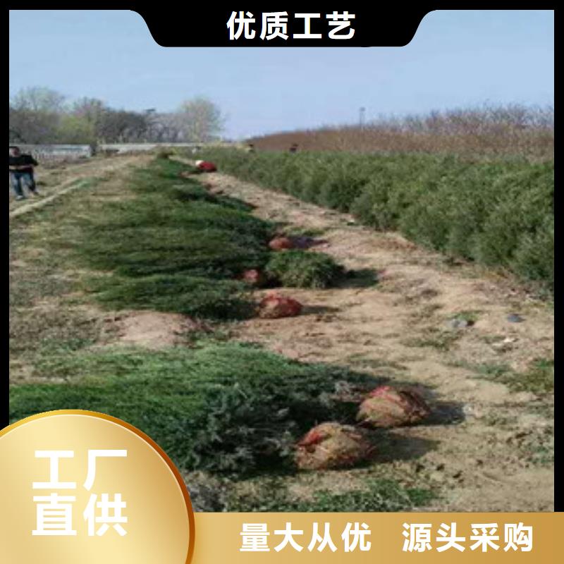 花海景观花海景观工程生产安装