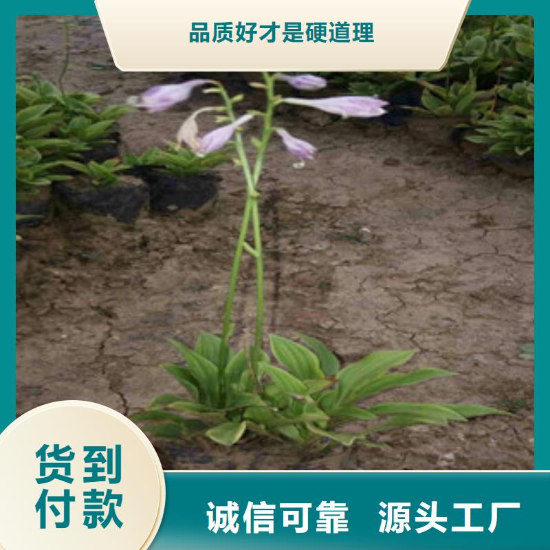 花海景观耐寒耐旱草花基地应用领域