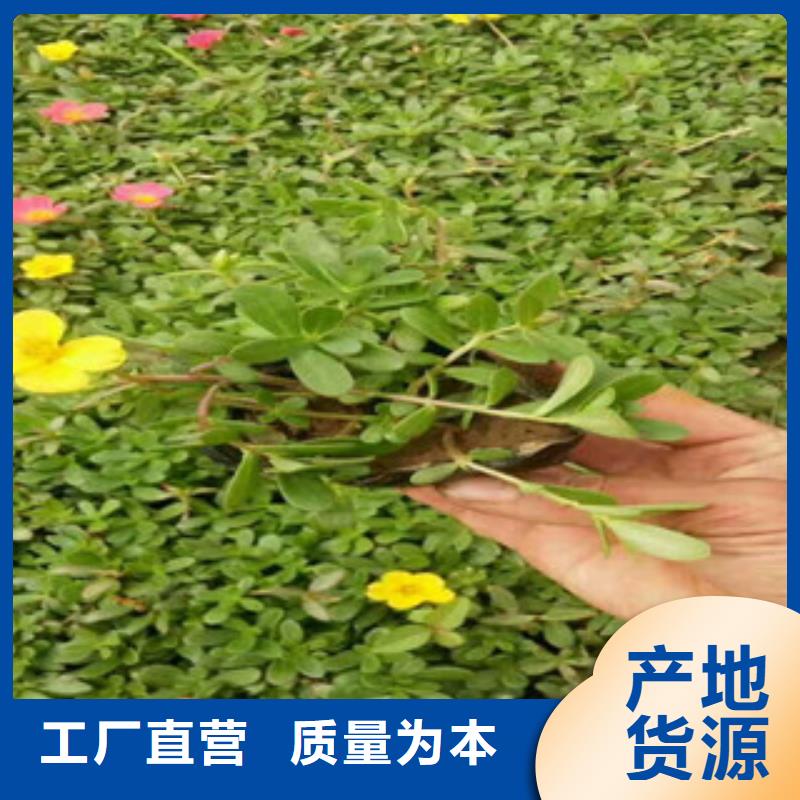 花海景观-观赏草/蒲苇狼尾草大量现货供应