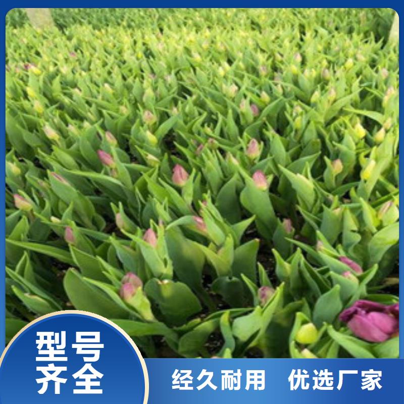 花海景观花海景观工程应用范围广泛