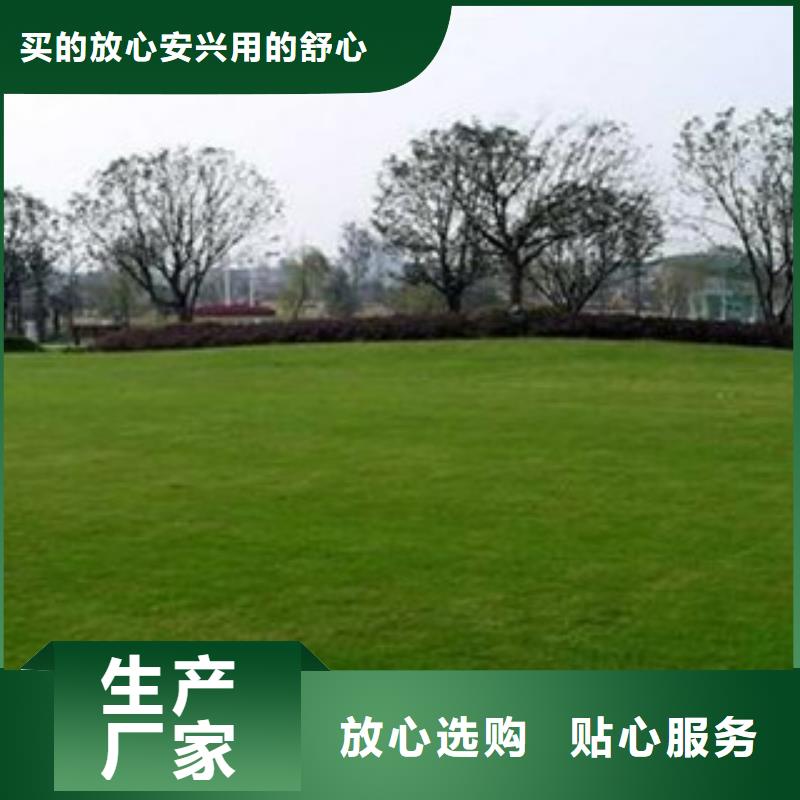 人造草坪_塑胶跑道源头厂家供应