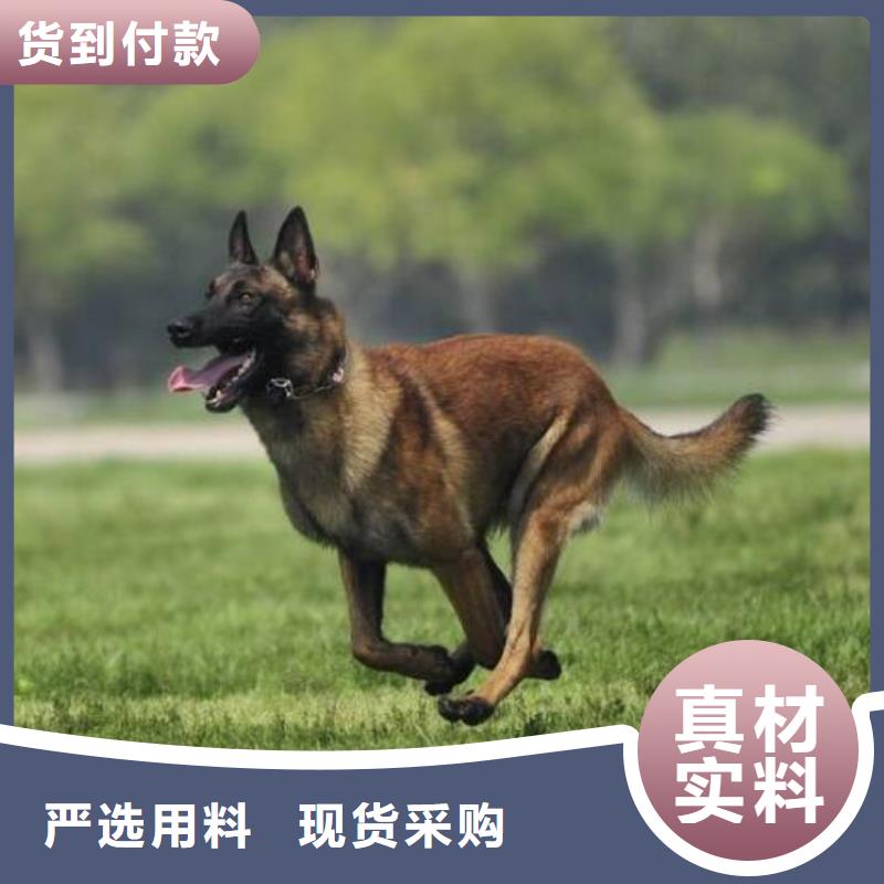 诚信经营现货现发【马犬】-比特犬定制速度快工期短-本地让客户买的放心_产品中心