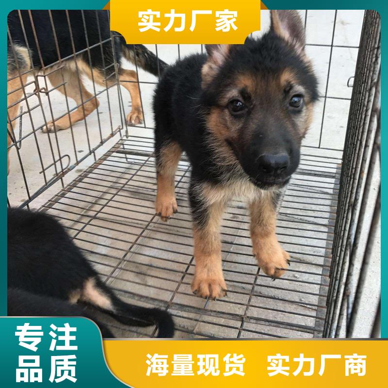 德国牧羊犬卡斯罗犬产地批发