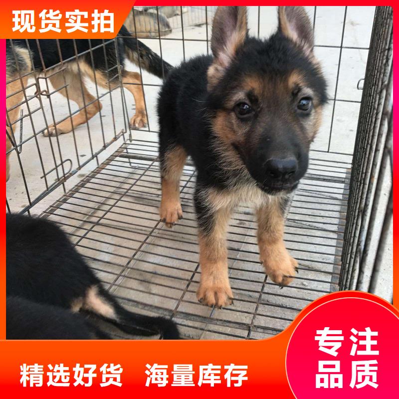 德国牧羊犬-比特犬品质保证