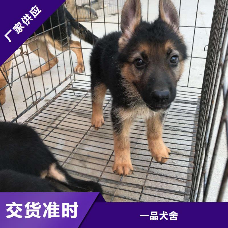 【德国牧羊犬】黑狼产地厂家直销