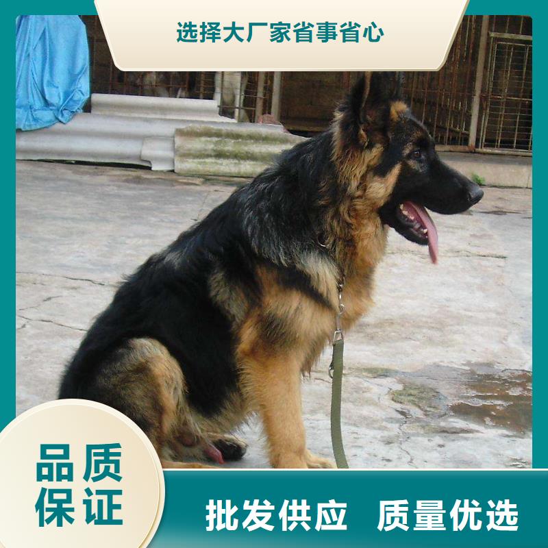 【德国牧羊犬】杜宾犬制造生产销售