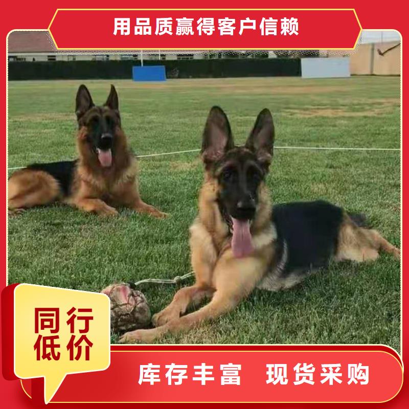 【德国牧羊犬】_比特犬当日价格