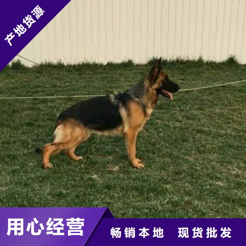 德国牧羊犬_罗威纳犬送货上门