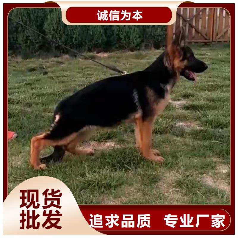 德国牧羊犬-杜宾犬源头把关放心选购