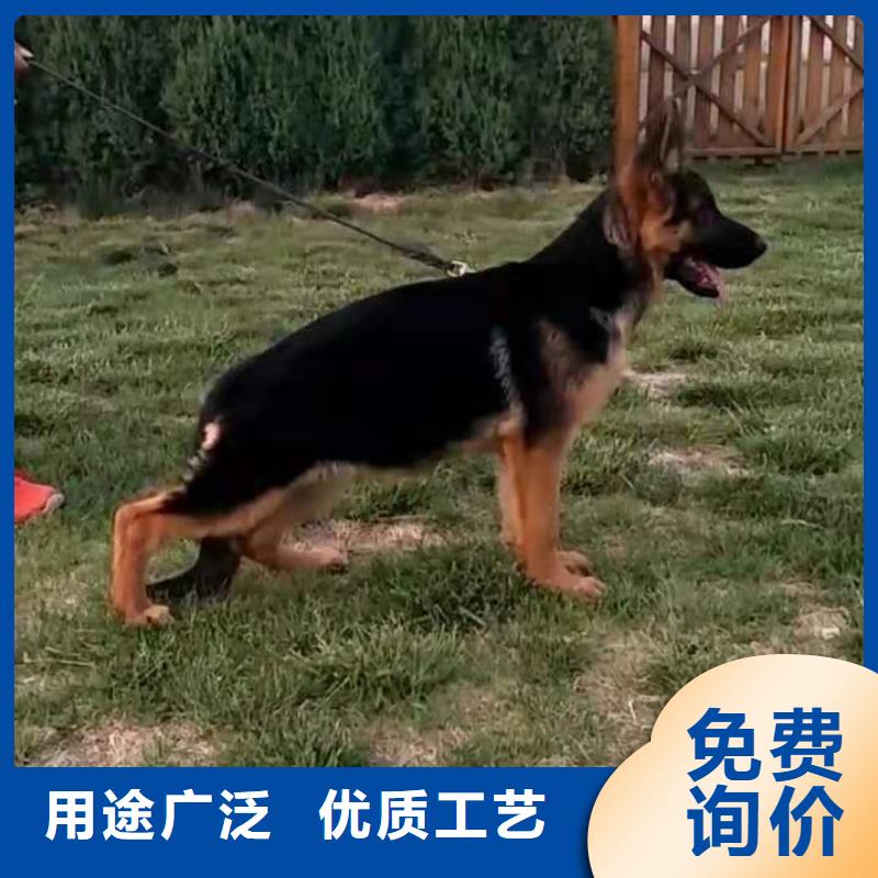 【德国牧羊犬】德牧犬应用领域