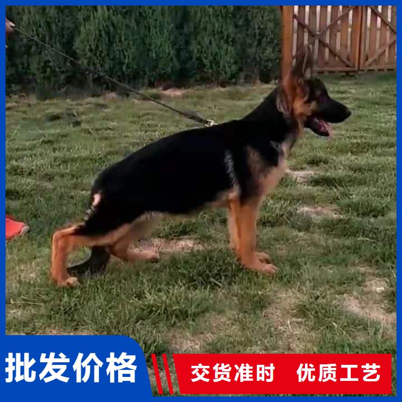 【德国牧羊犬】杜高犬常年出售