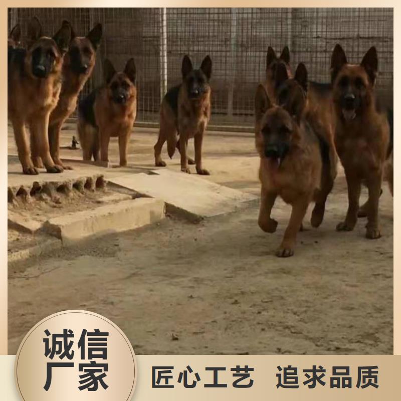 【德国牧羊犬】德牧犬应用领域