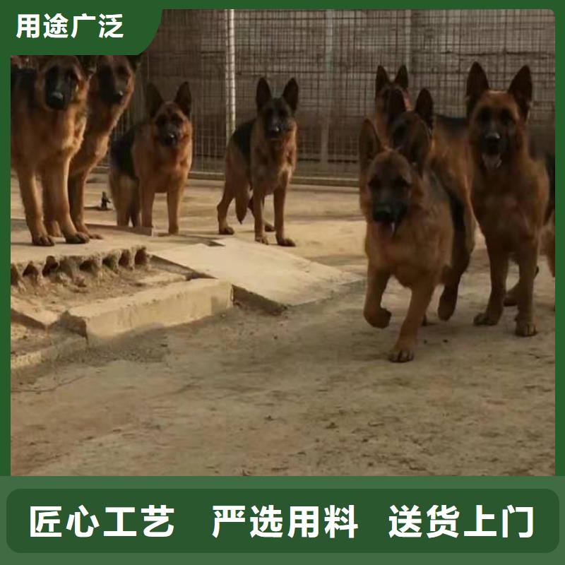 德国牧羊犬-杜宾犬源头把关放心选购