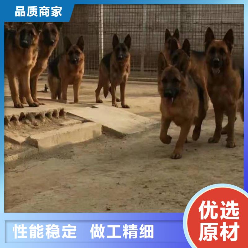 德国牧羊犬卡斯罗犬产地批发