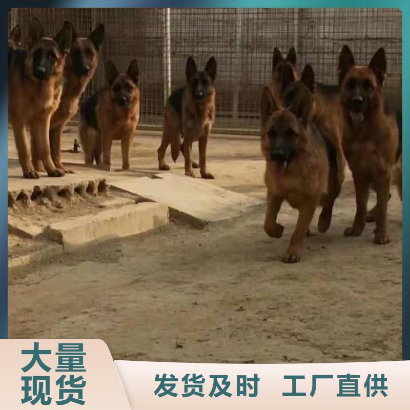 德国牧羊犬比特犬实力公司