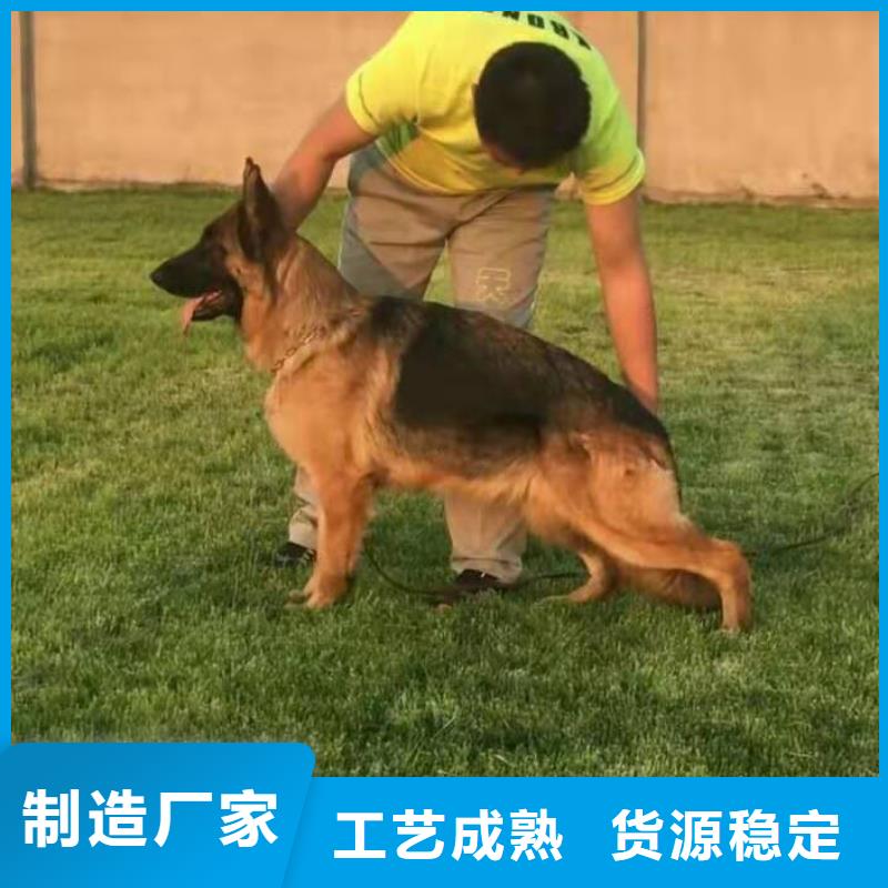 德国牧羊犬马犬助您降低采购成本