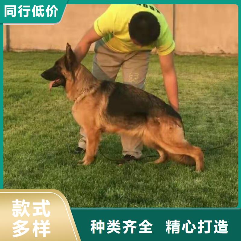 德国牧羊犬杜宾犬实力雄厚品质保障