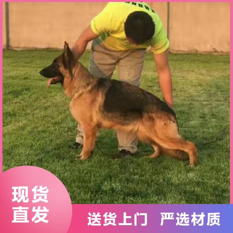 德国牧羊犬-德牧犬精品优选