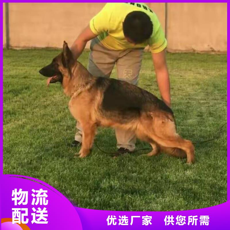 德国牧羊犬马犬当日价格