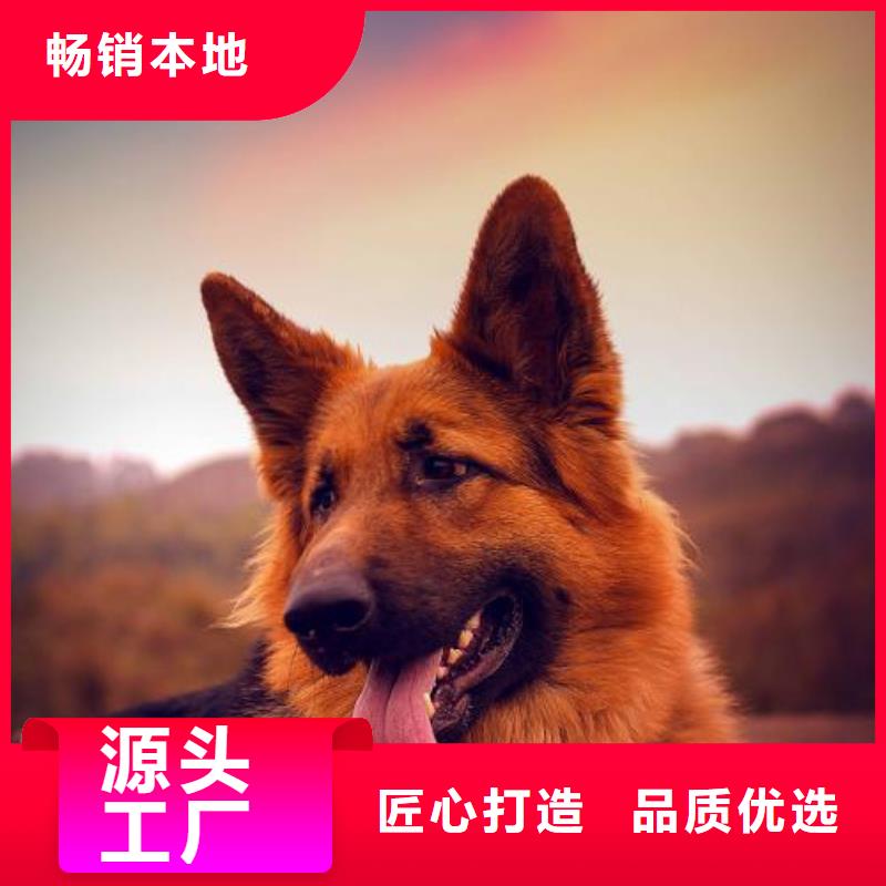 德国牧羊犬比特犬实力公司