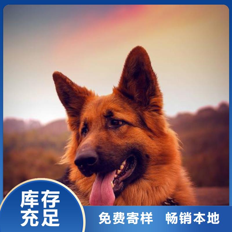 德国牧羊犬卡斯罗犬适用范围广