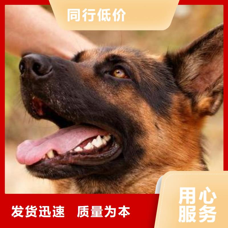 德国牧羊犬杜高犬合作共赢