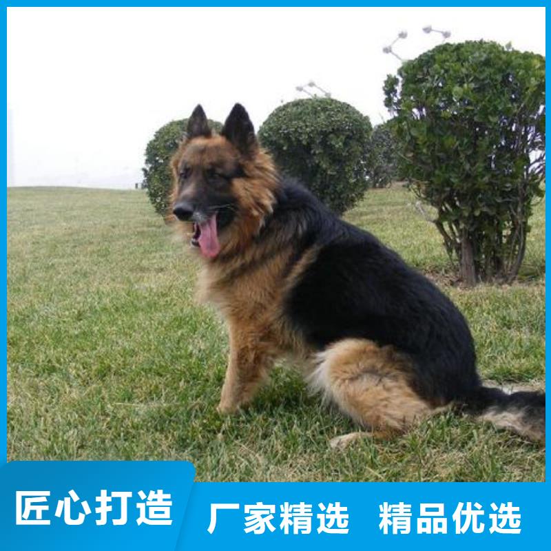 【德国牧羊犬】-马犬诚信经营现货现发