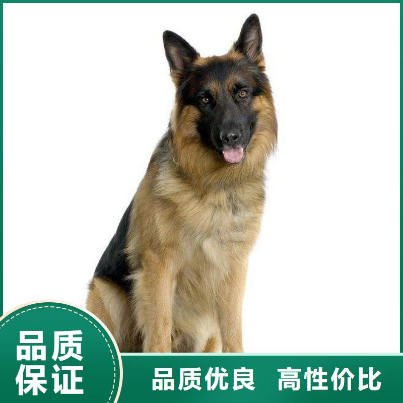 【德国牧羊犬】黑狼产地厂家直销