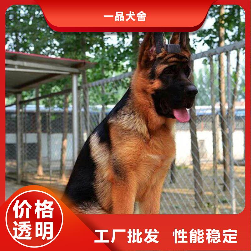 德国牧羊犬,罗威纳犬合作共赢