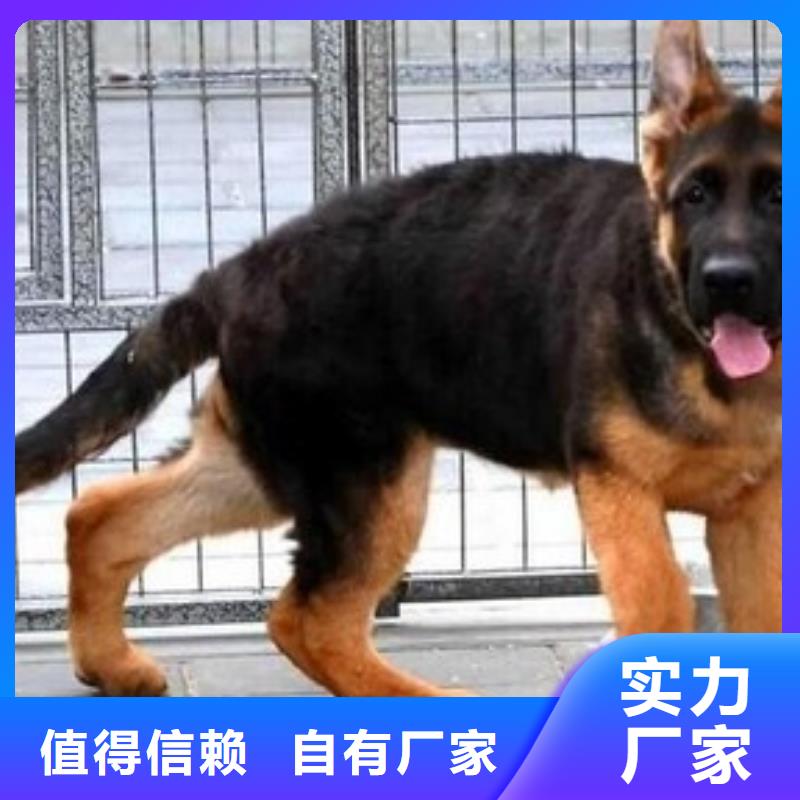 德国牧羊犬马犬当日价格