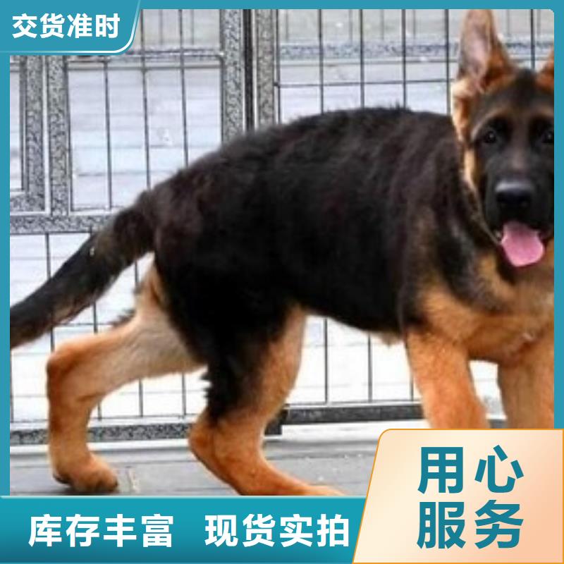 【德国牧羊犬比特犬实力见证】