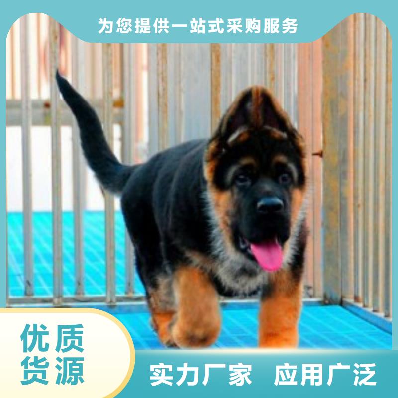 【德国牧羊犬】杜高犬常年出售