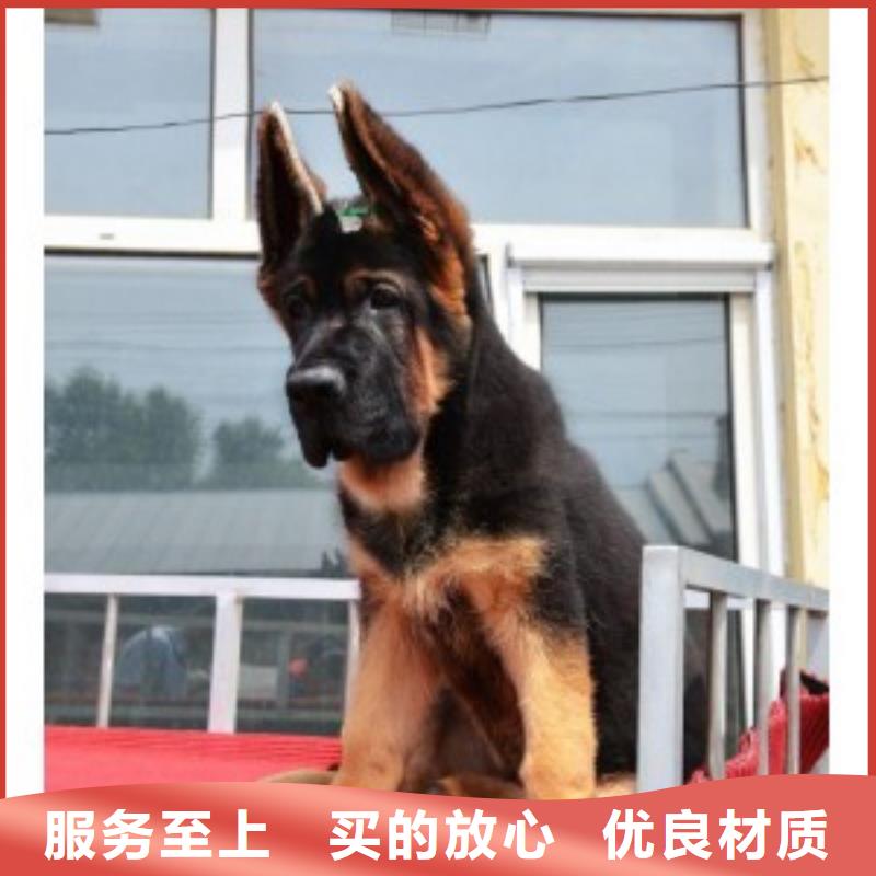 德国牧羊犬德牧犬采购无忧