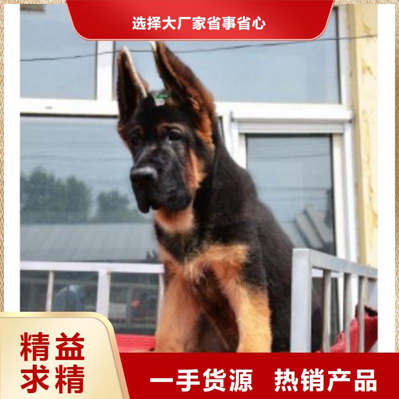 德国牧羊犬马犬助您降低采购成本