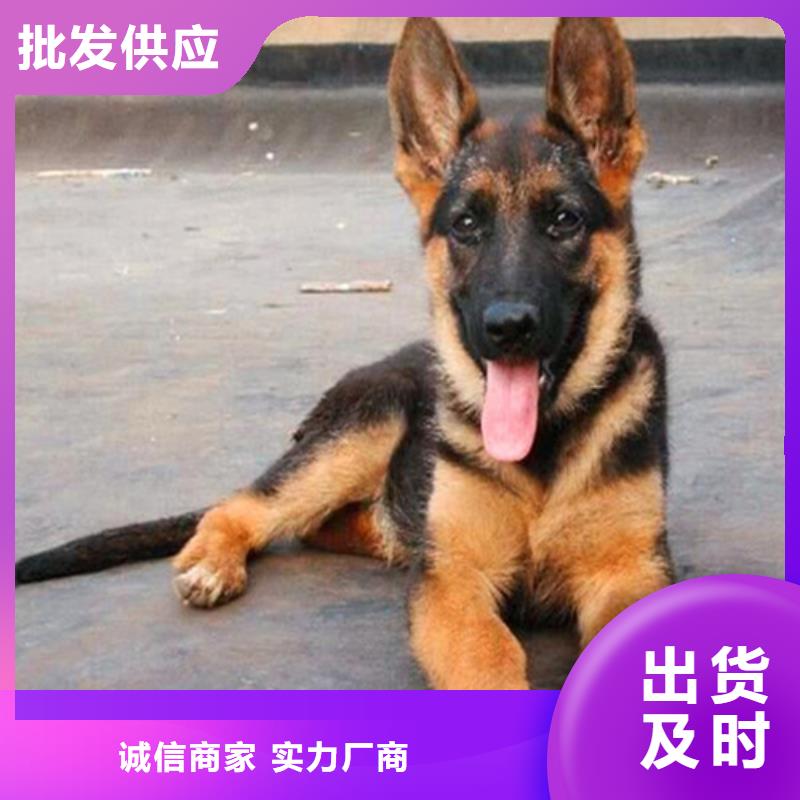 德国牧羊犬【马犬】值得买