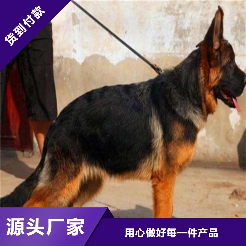 德国牧羊犬杜宾犬实力雄厚品质保障