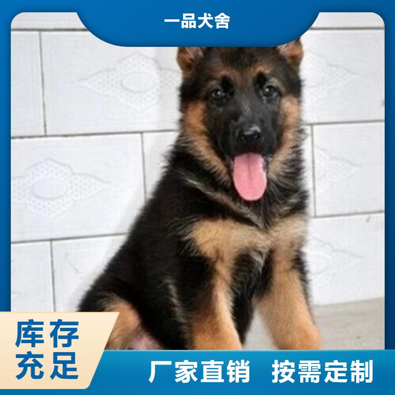 【德国牧羊犬】德牧犬优质工艺